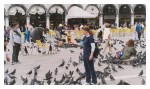 Pigeon-Hell.JPG