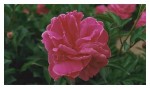 Rose-PittiPalace.JPG