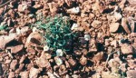 Sedona Cathedral Flower.jpg